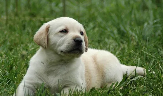 拉布拉多犬幼犬如何护理？ | 宠物狗饲养