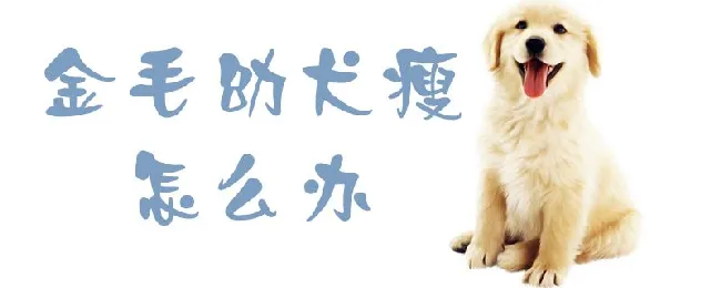 金毛幼犬瘦怎么办 | 宠物病虫害防治