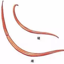 警报，你家的狗狗需要立刻驱虫！ | 宠物狗病虫害防治