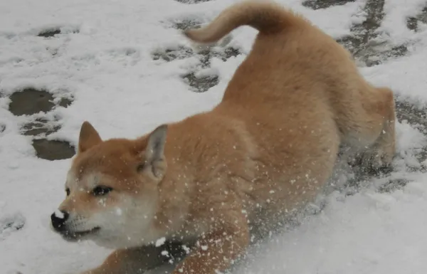 如何训练柴犬不咬人 | 宠物狗训练技巧