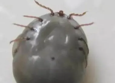 警报，你家的狗狗需要立刻驱虫！ | 宠物狗病虫害防治