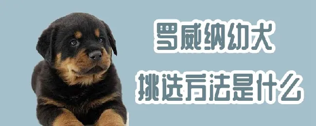 罗威纳幼犬挑选方法是什么 | 养宠入门知识