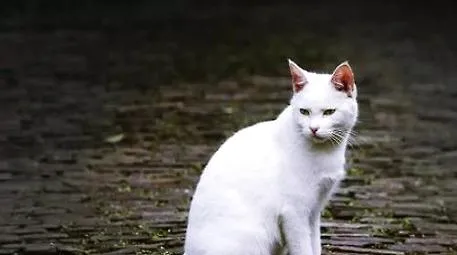 猫喂食要固定时间吗？猫的喂食时间和次数 | 宠物喂养知识