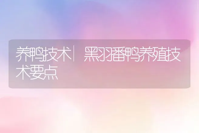 养鸭技术|黑羽番鸭养殖技术要点 | 家禽养殖