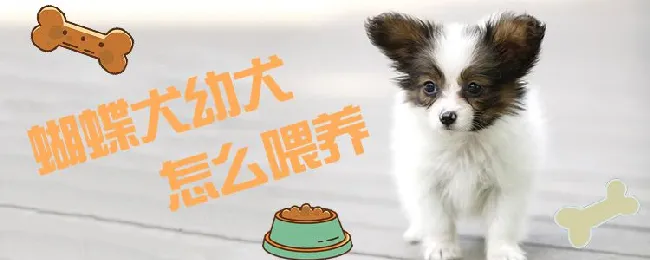 蝴蝶犬幼犬怎么喂养 | 宠物病虫害防治