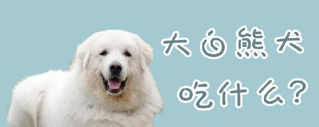 大白熊犬吃什么 | 宠物病虫害防治