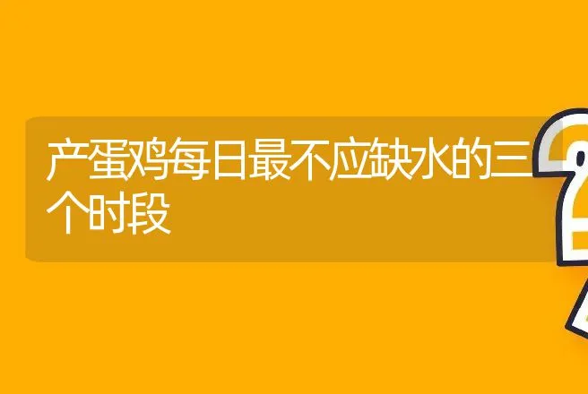 产蛋鸡每日最不应缺水的三个时段 | 动物养殖