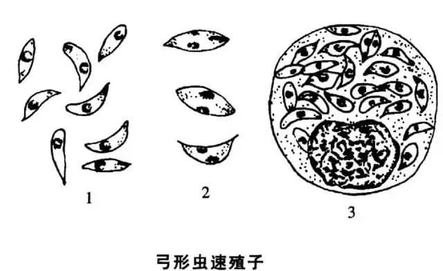 警报，你家的狗狗需要立刻驱虫！ | 宠物狗病虫害防治