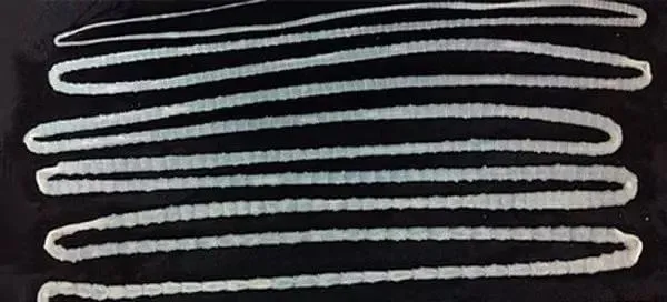 警报，你家的狗狗需要立刻驱虫！ | 宠物狗病虫害防治