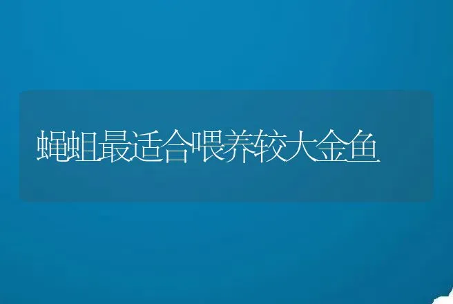 蝇蛆最适合喂养较大金鱼 | 动物养殖