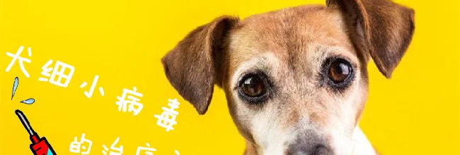 犬细小病毒的治疗方法 | 宠物病虫害防治