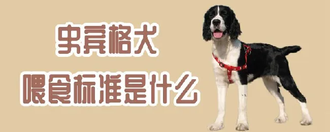 史宾格犬喂食标准是什么 | 宠物病虫害防治