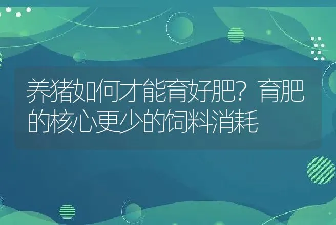 养猪如何才能育好肥？育肥的核心更少的饲料消耗 | 家畜养殖