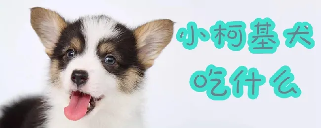 小柯基犬吃什么 | 宠物病虫害防治