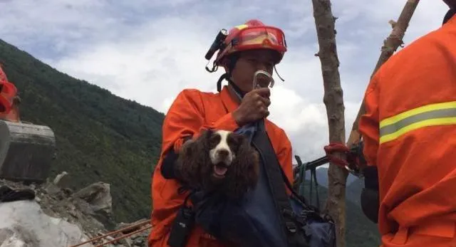 四川茂县山体垮塌事件现场 一线的消防人员和搜救犬辛苦了 | 宠物新闻资讯