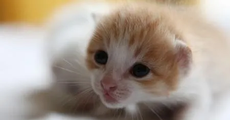 幼猫饮食习惯 喂食次数是关键 | 宠物猫饲养