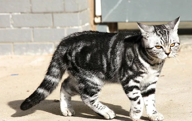 虎斑猫图片，虎斑猫有什么特点 | 宠物病虫害防治