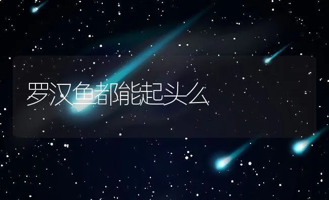 罗汉鱼都能起头么 | 宠物鱼