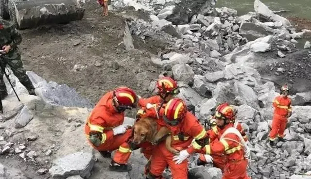 四川茂县山体垮塌事件现场 一线的消防人员和搜救犬辛苦了 | 宠物新闻资讯