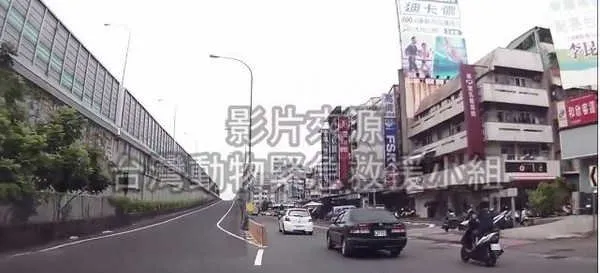 黑色猫咪灵异事件 交通道路凭空出现险被辗毙 | 宠物新闻资讯