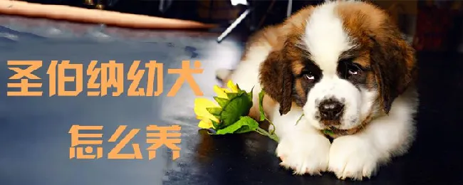 圣伯纳幼犬怎么养 | 宠物病虫害防治