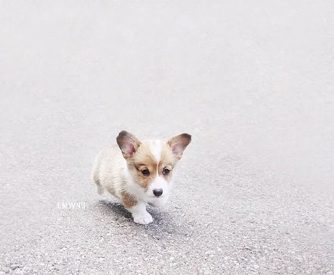 小柯基犬在海边秀美臀写真照片 | 宠物新闻资讯