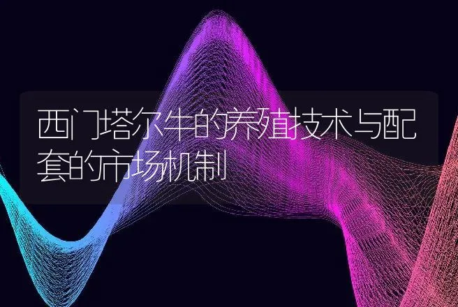 西门塔尔牛的养殖技术与配套的市场机制 | 家畜养殖