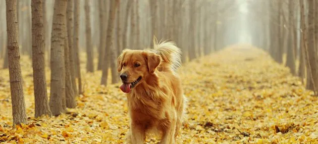 金毛犬不能吃的食物有哪些？金毛犬挑食怎么办？ | 宠物狗饲养