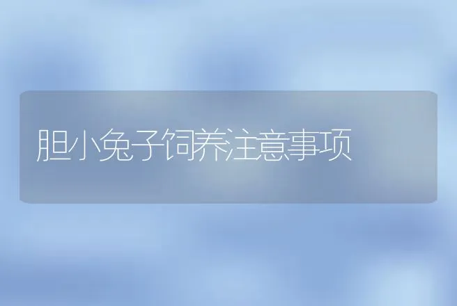 胆小兔子饲养注意事项 | 动物养殖