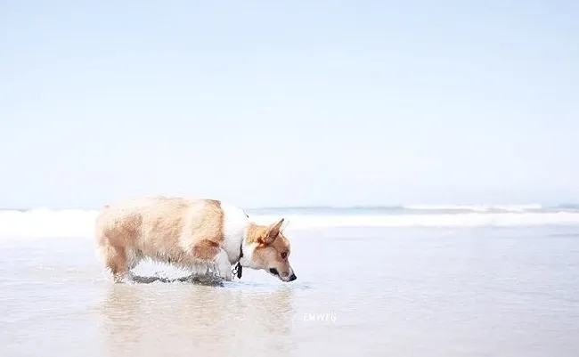 小柯基犬在海边秀美臀写真照片 | 宠物新闻资讯