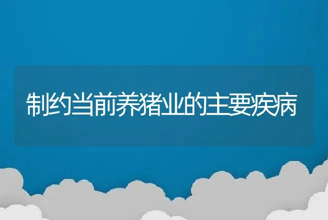 制约当前养猪业的主要疾病 | 动物养殖