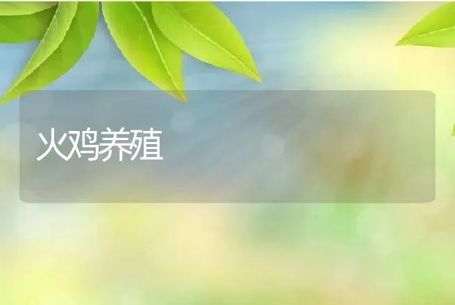 火鸡养殖 | 动物养殖