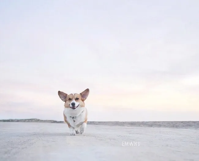 小柯基犬在海边秀美臀写真照片 | 宠物新闻资讯