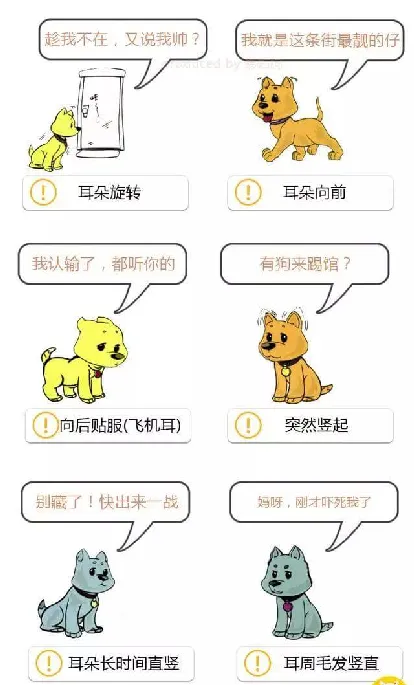 学会狗语言，读懂你的狗——狗狗的喜怒哀乐不用猜 | 宠物狗饲养