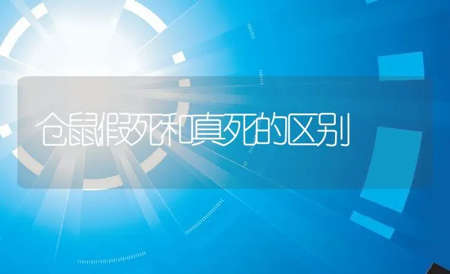 仓鼠假死和真死的区别 | 宠物喂养