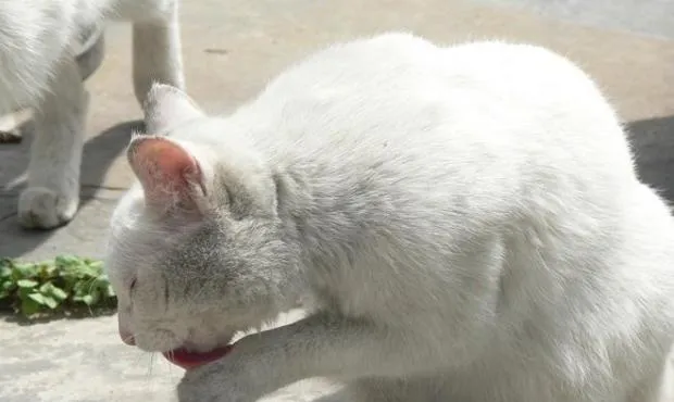 猫的饮食习惯和遗传有关系 | 宠物喂养知识