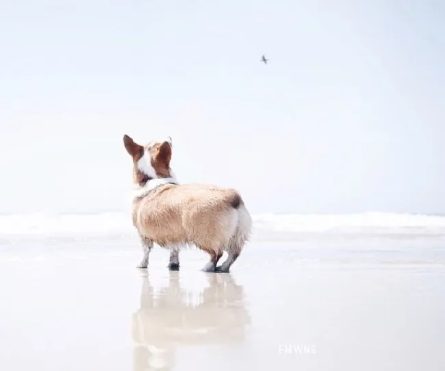 小柯基犬在海边秀美臀写真照片 | 宠物新闻资讯