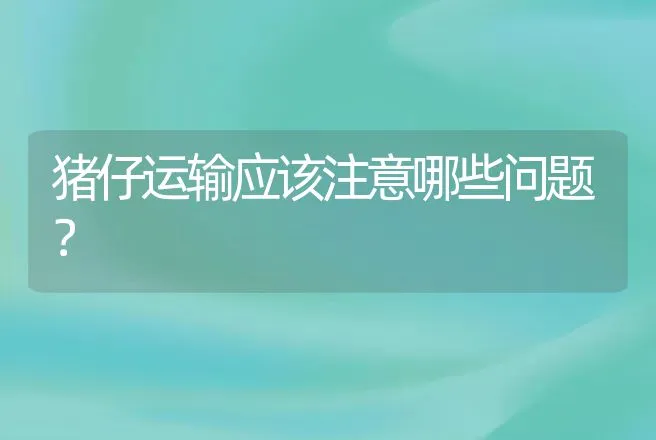 猪仔运输应该注意哪些问题？ | 动物养殖