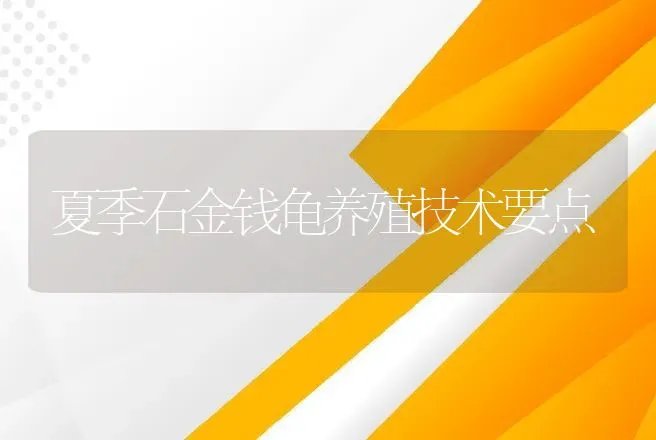 夏季石金钱龟养殖技术要点 | 特种养殖