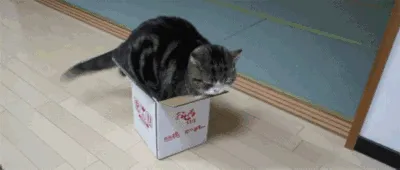 猫咪为什么总爱钻纸箱子，猫咪钻纸箱子是什么原因？ | 宠物猫饲养