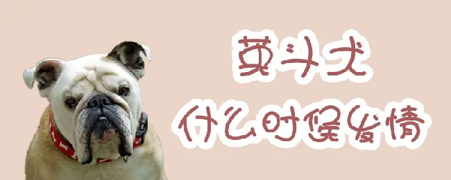 英斗犬什么时候发情 | 宠物病虫害防治