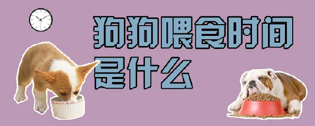 狗狗喂食时间是什么 | 宠物病虫害防治