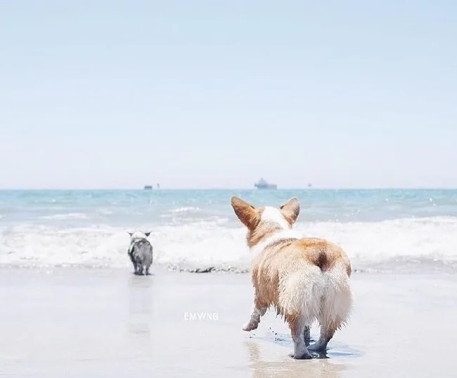 小柯基犬在海边秀美臀写真照片 | 宠物新闻资讯