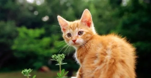 制止猫咪啃食花草的方法 | 宠物喂养知识