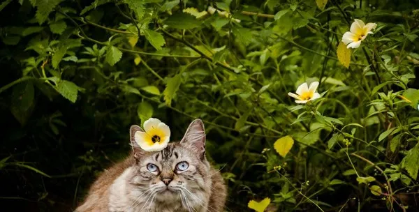 猫瘟最凶险是第几天 | 养宠入门知识