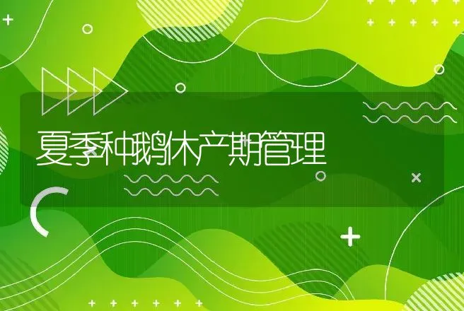 夏季种鹅休产期管理 | 家禽养殖