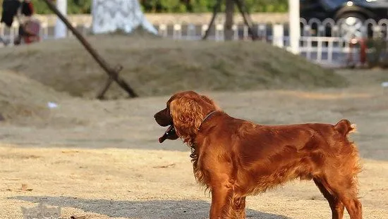 田野小猎犬怎么驱虫 田野小猎犬寄生虫防治方法 | 宠物病虫害防治