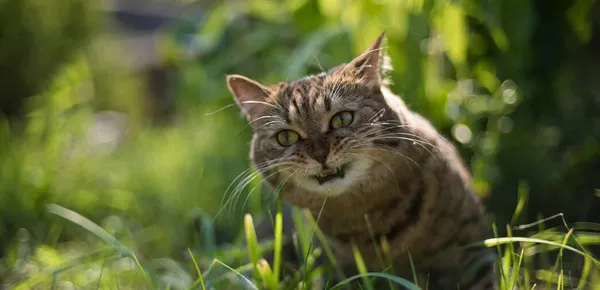 猫食欲不好 | 养宠入门知识