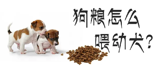 狗粮怎么喂幼犬 | 宠物病虫害防治