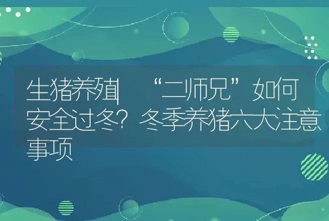 生猪养殖|“二师兄”如何安全过冬？冬季养猪六大注意事项 | 家畜养殖